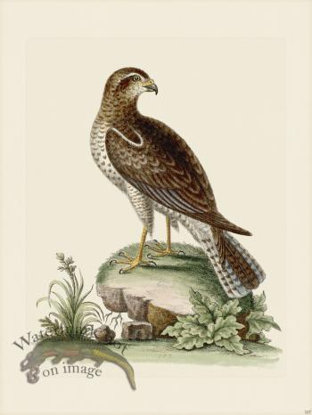 Edwards 107 Ring-tail'd Hawk